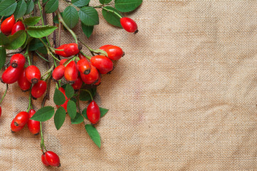 Medicinal plants and herbs composition: Dog rose, bunch branch Rosehips, Different types Rosa...