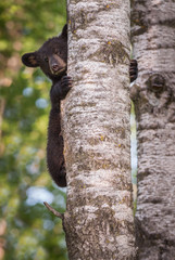 Naklejka premium Black Bear (Ursus americanus) Cub Peers Around Trunk