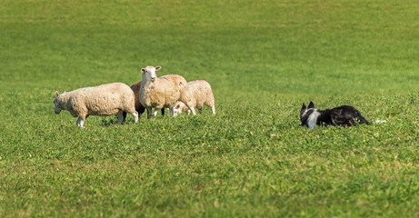 Obraz na płótnie Canvas Sheep Dog Watches and Is Watched By Group of Sheep (Ovis aries)