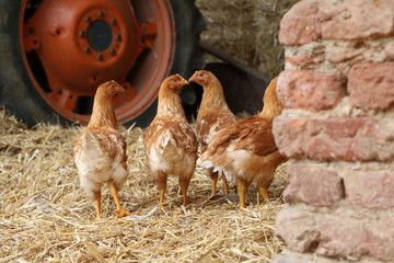 GALLINE