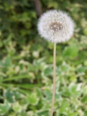 Lone Dandelion in Field