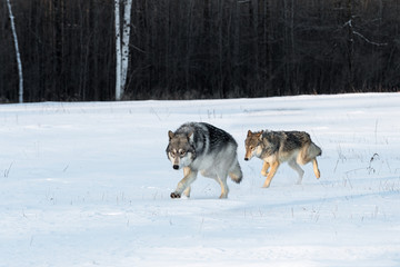 Fototapeta na wymiar Pair of Grey Wolves (Canis lupus) Run Together in Field