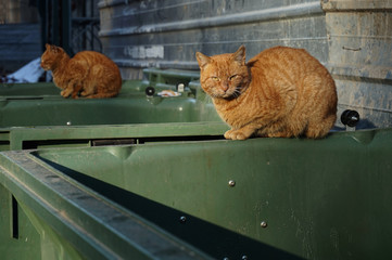 Two stray cats lying on the dirty garbage container