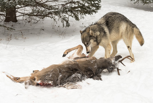 Grey Wolf (Canis lupus) Stands Defiant Over Deer Carcass