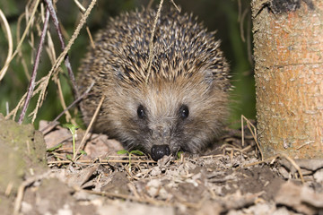ЁЖИК ПОД ЁЛКОЙ. ЁЖИК В ТРАВЕ.
