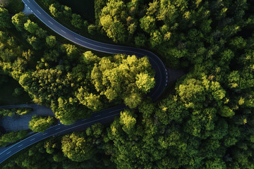 street between large trees from top with drone aerial view, landscape
