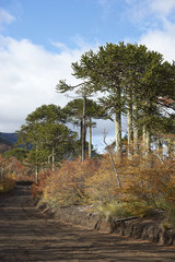 Araucania Trees (Araucaria araucana) in Conguillio National Park in southern Chile. 