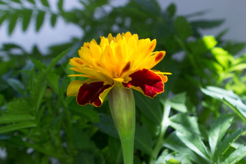 Detail of yellow and red flower of Tagetes