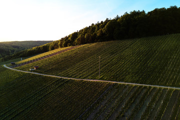vineyards landscape on the hill from top with drone