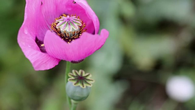 a pink Papaver somniferum (opium poppy) wild flower in nature