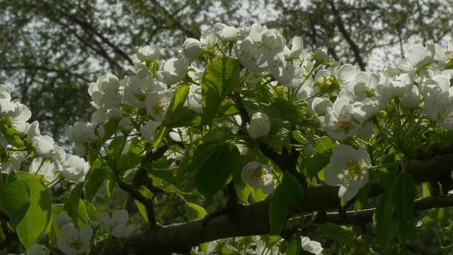 Breeze Waving Flowers On Branch Apple Tree. Blooming Apple Tree In Spring.