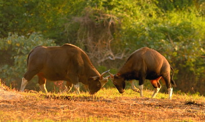 gaur-close- up in the nature.