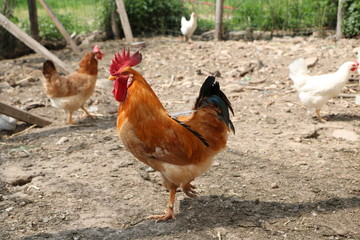 GALLO