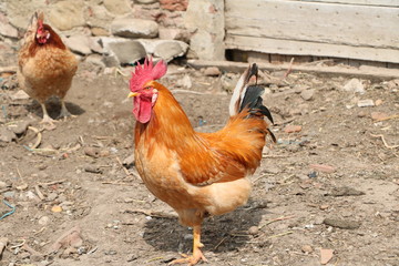 GALLO