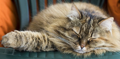 brown tortie tabby mackerel cat of siberian breed, lying on the garden chair