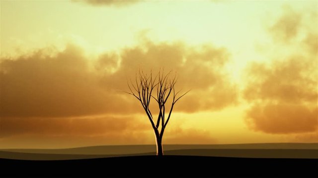 Timelapse of a  growing tree series with sunset clouds in the background. Central composition.
