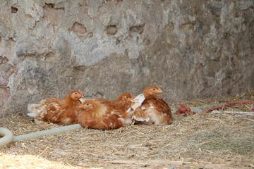 GALLINE
