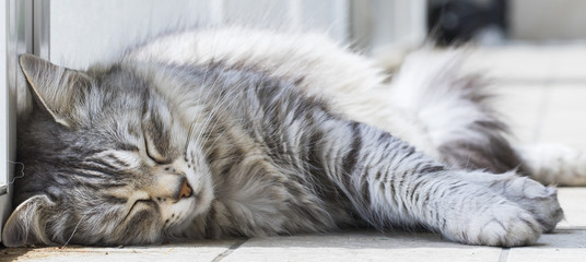 beauty silver cat sleeping on the floor