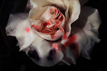 Bloodied wet flower of a withering white rose - 152504034