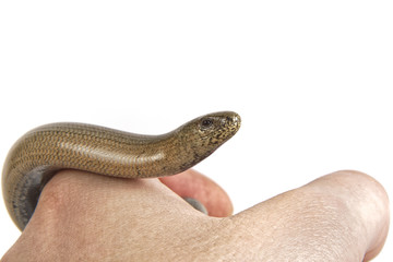 Slow worm (Anguis fragilis) on a white background