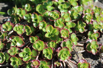 Sedum new green leaves in spring