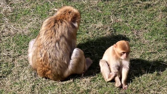 barbary monkey with baby, Macaca sylvanus
