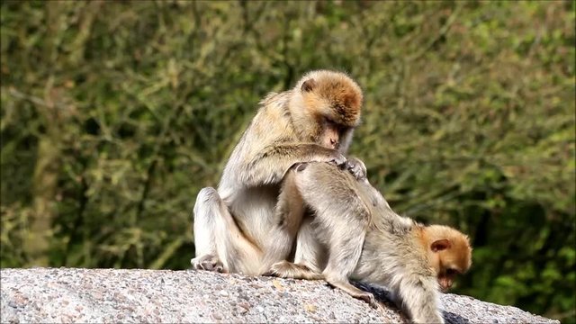 monkey searching for fur parasites, Macaca sylvanus
