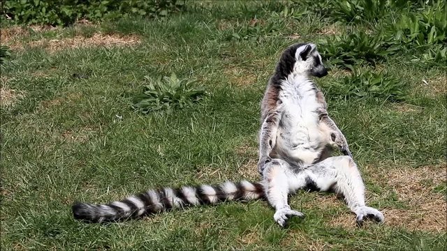 lemur catta enjoys a sunbathing 
