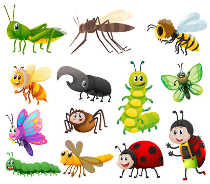 Different kinds of insects on white background