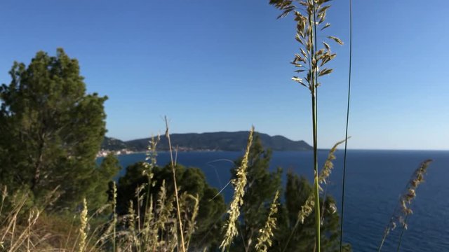 The ampelodesmos with sea on the background, Cilento, 4K