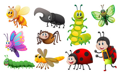 Different kinds of insects