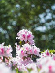満開のツツジの花
