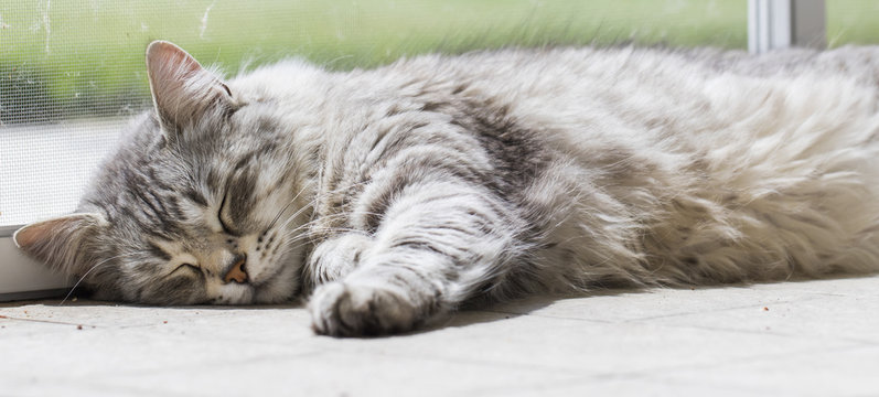 Beauty silver cat, sleeping in the garden 