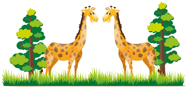 Two giraffes standing in the park