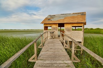 Obraz premium Swamp walking path