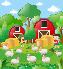 Boys and sheep in the farmyard