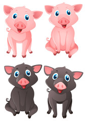 Pink and black pigs