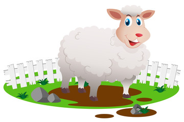 White sheep in the farm