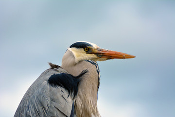 Grey Heron in the city
