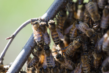 Honey bees in swarm on tree branch three together close