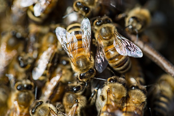 Honey bee swarm closup on bee in swarm