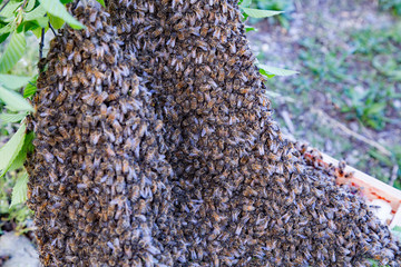 Honey bee swarm Medium closeup 2