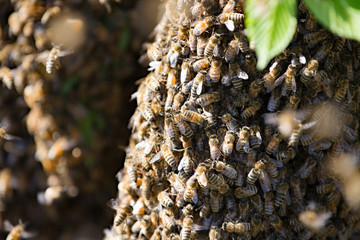 Honey bee swarm Medium closeup