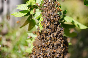 Honey bee swarm Medium shot