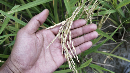 Close up ripe paddy rice on hand isolated green paddy