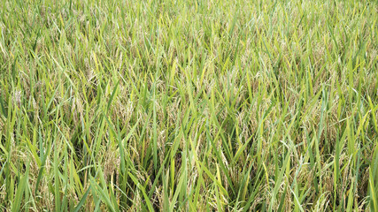 Obraz premium rice plants in the Nursery in Serdang, Malaysia