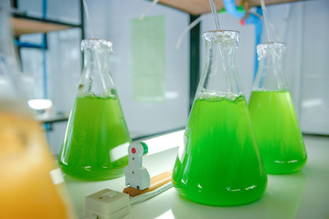 Marine plankton culture in glassware laboratory.