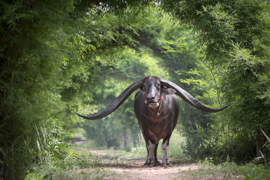 A long horn buffalo standing under a beautiful tree