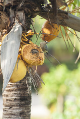 Hoffman's Woodpecker Sitting in a Coconut Palm