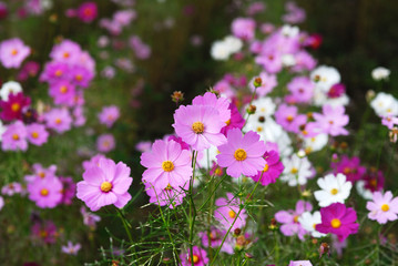 昭和記念公園のコスモス